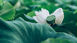 适合夏天的香氛推荐